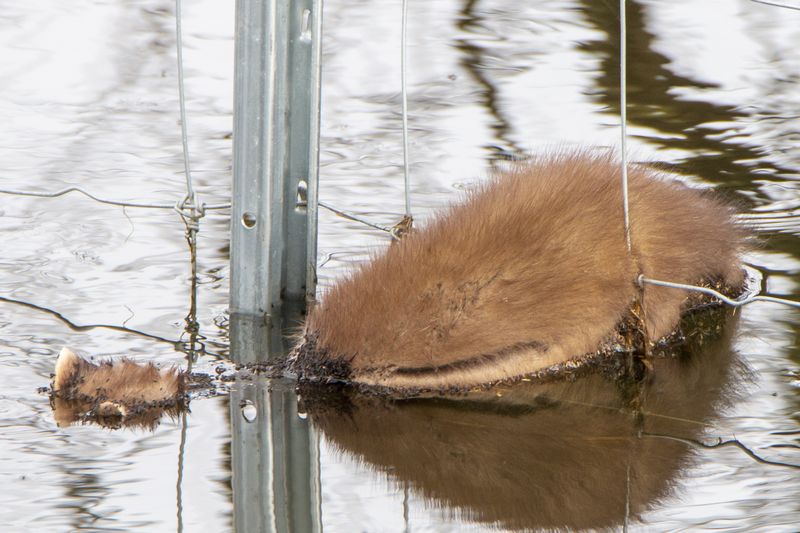 Ein totes Tier hängt bei Hochwasser im März 2022 im Drahtzaun in den Poldern.