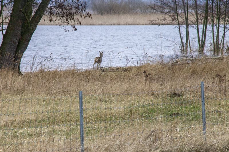 Ein Reh im Polder 10 zwischen dem steigenden Hochwasser und dem tödlichen Drahtzaun im Februar 2024.