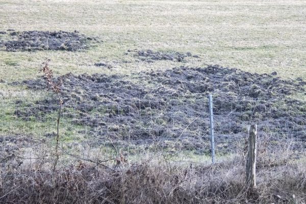Wildschweinspuren unmittelbar hinter dem ASP-Zaun