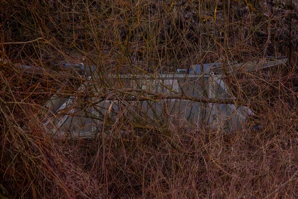 Wildtierfalle im Baum und Buschwerk versteckt