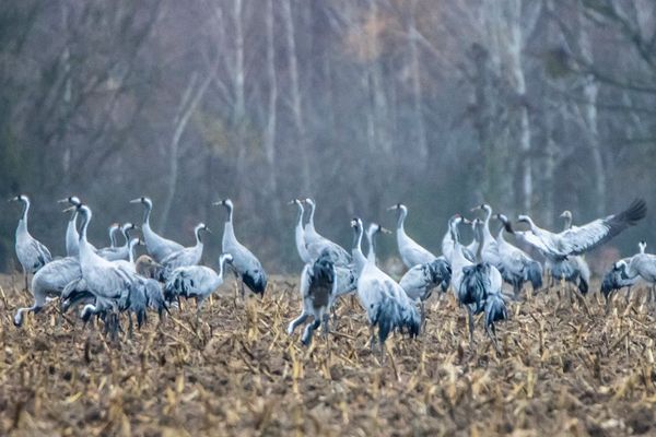 Kraniche während ihrer Pause im Nationalpark. Foto: Instagram/naturfotograf.enrico