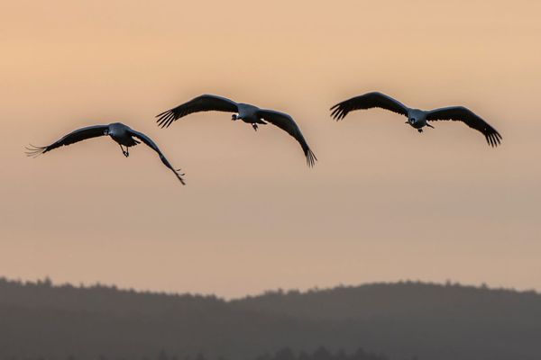 Kranichflug über unseren geliebten Nationalpark Unteres Odertal. Foto: Instagram/naturfotograf.enrico